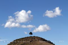 Árbol