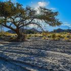 Árbol a contra luz