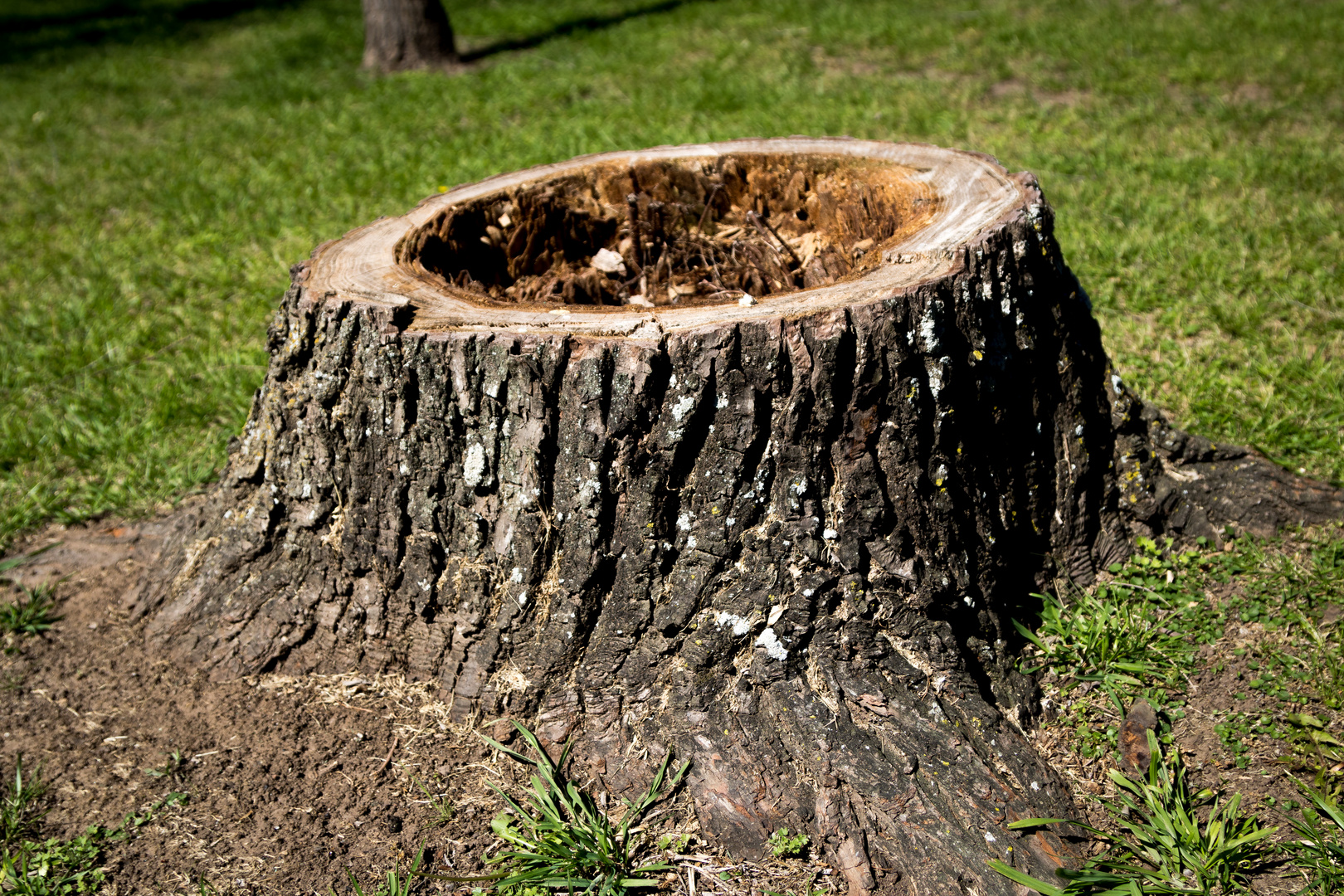 Árbol aserrado