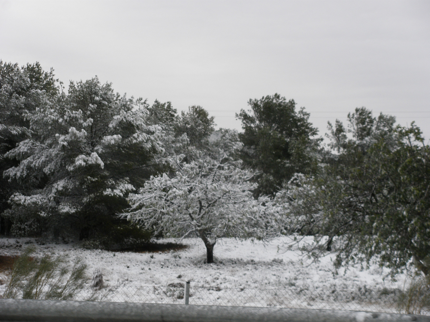 Árbol blanco junto a la carretera