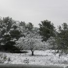 Árbol blanco junto a la carretera