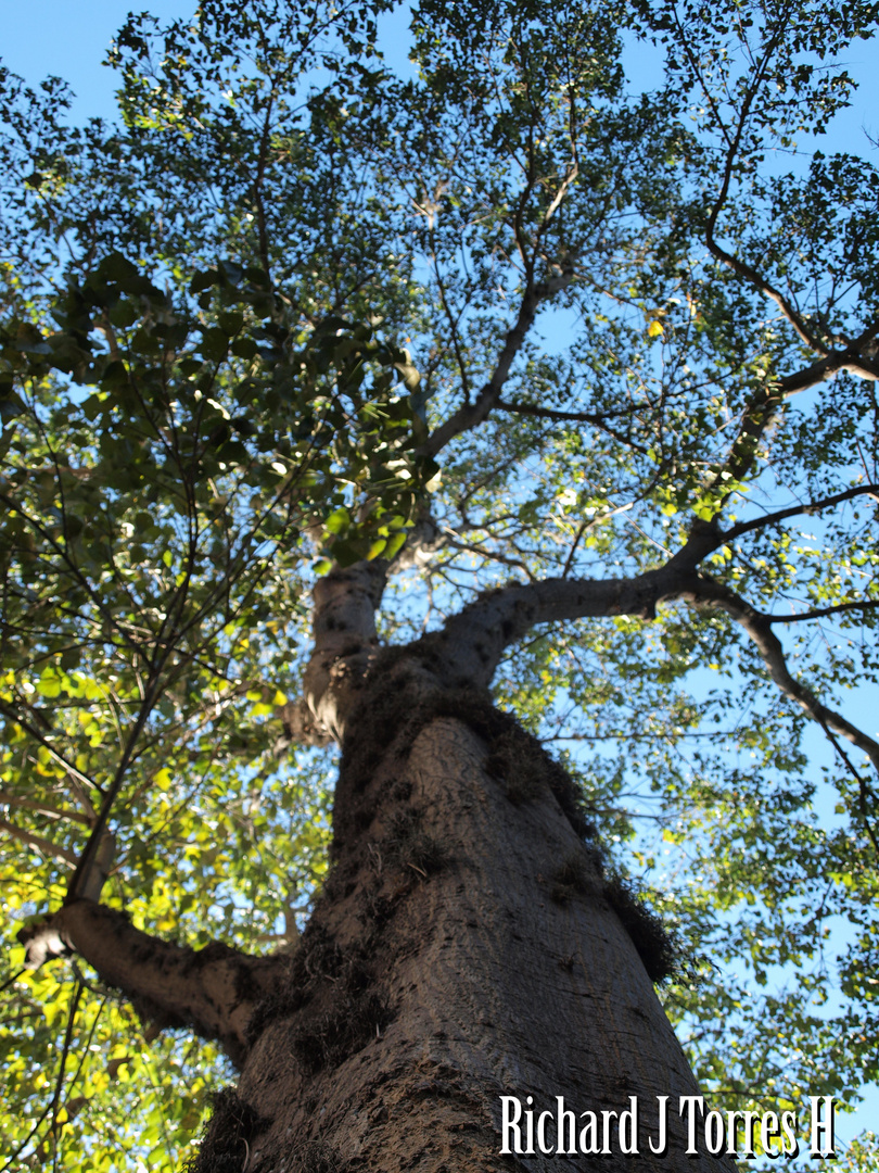 ÁRBOL