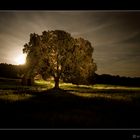 Árbol de luz