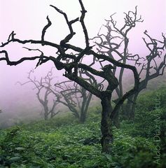 Árbol de tara 