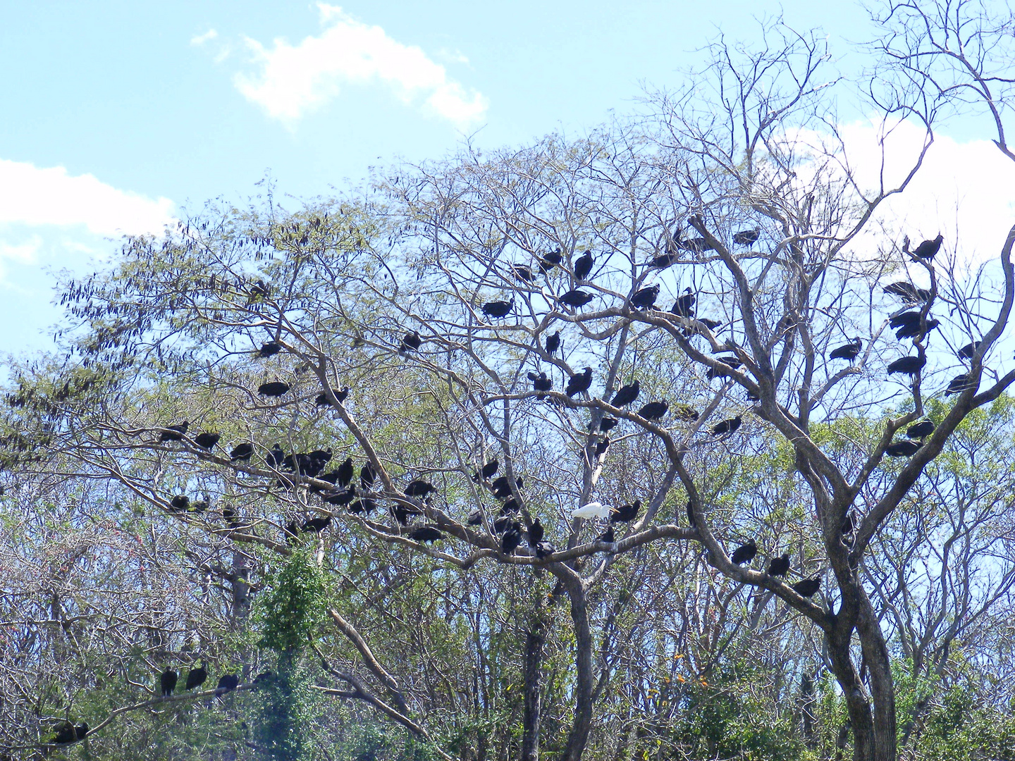 Árbol de Zopilotes