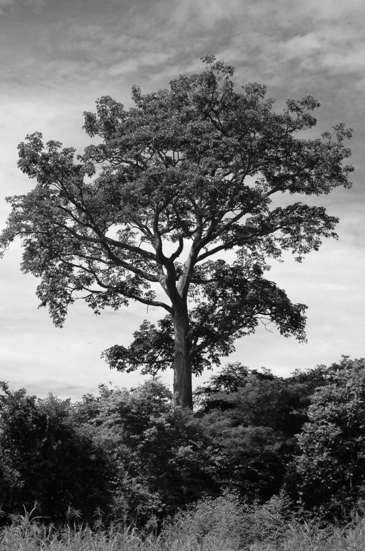 Árbol del Pacífico