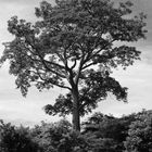 Árbol del Pacífico