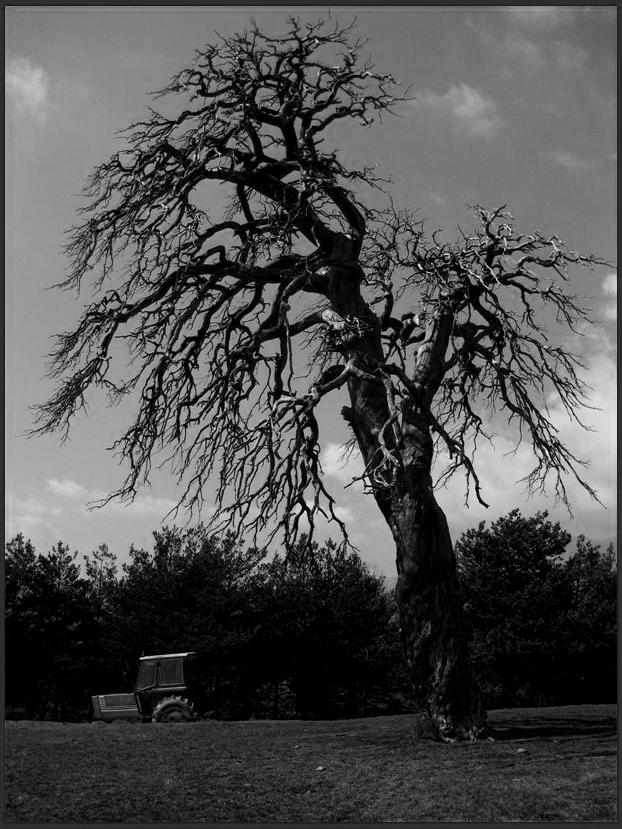 Árbol desnudo