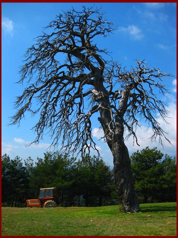 Árbol desnudo