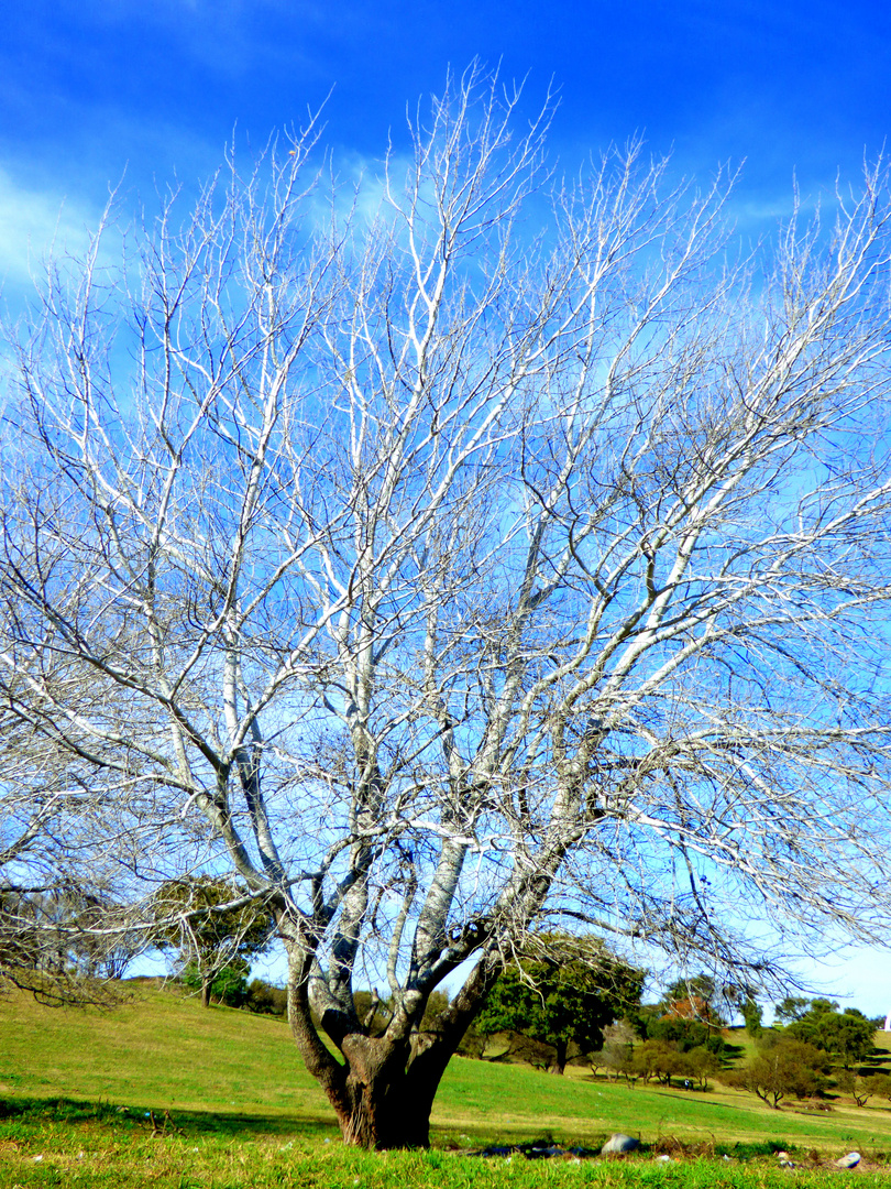 Árbol en invierno