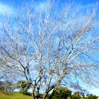 Árbol en invierno