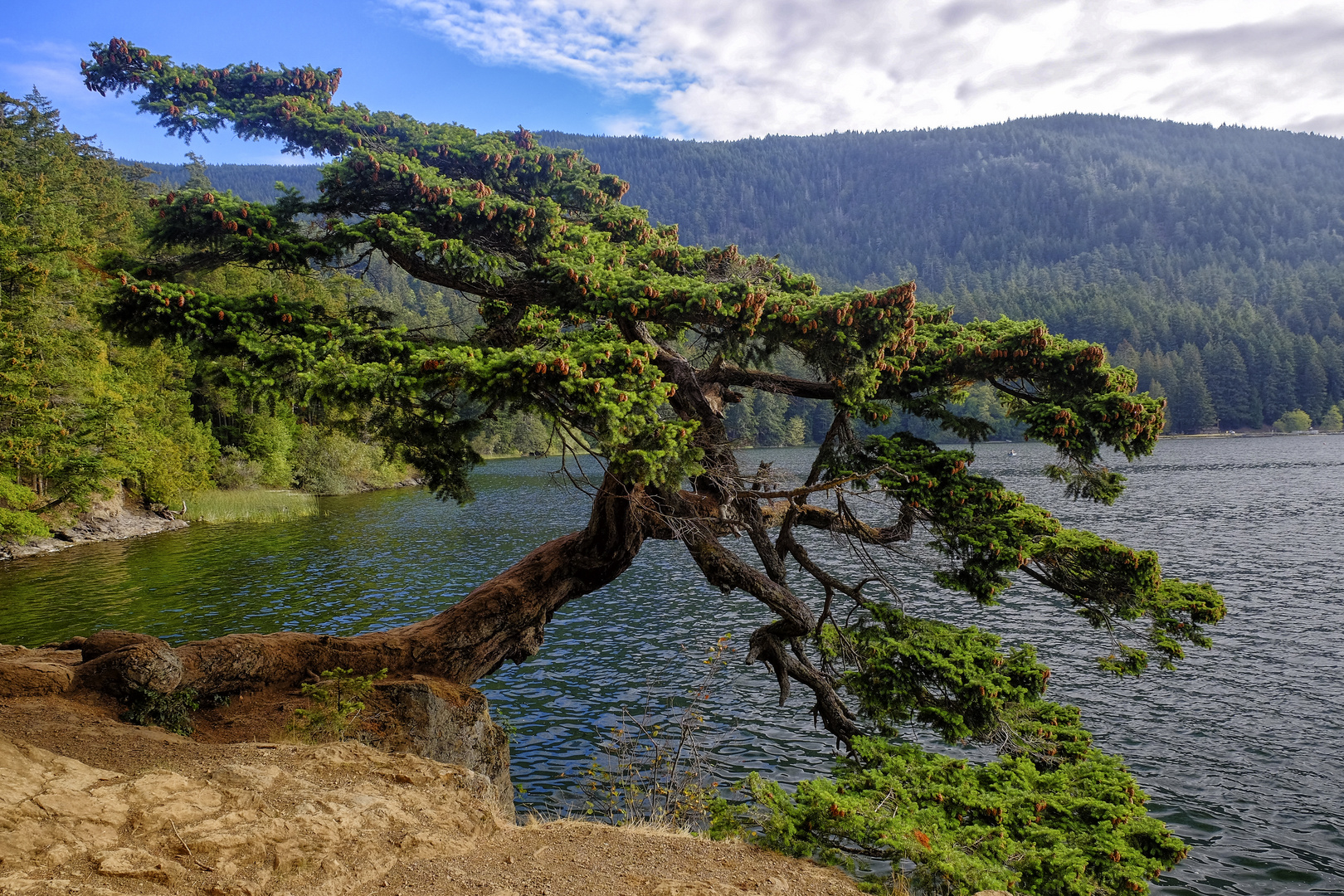 Árbol en la Isla de las Orcas