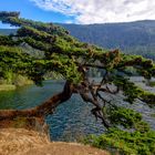 Árbol en la Isla de las Orcas