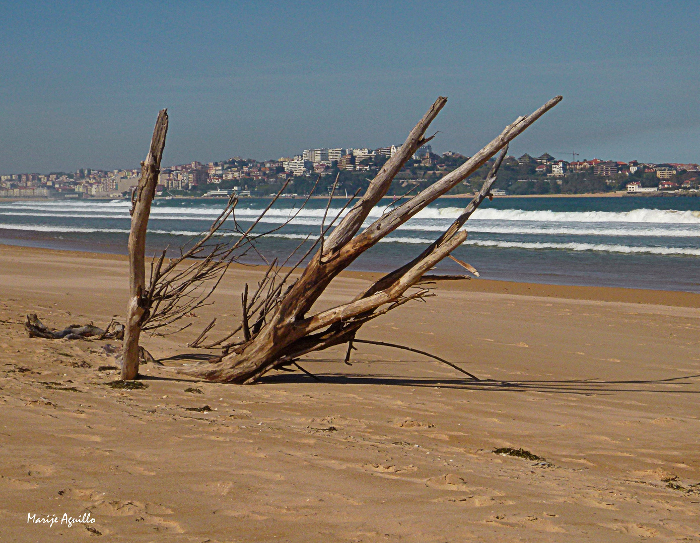 Árbol en la playa