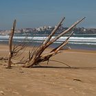 Árbol en la playa