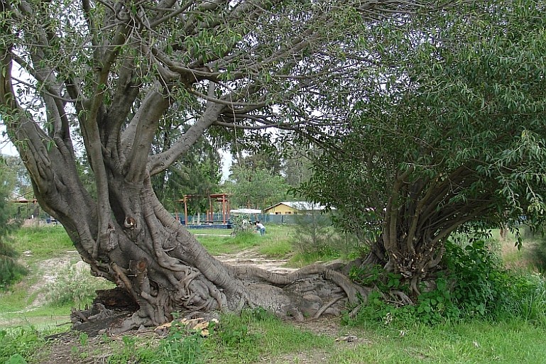 Árbol en reposo