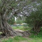 Árbol en reposo