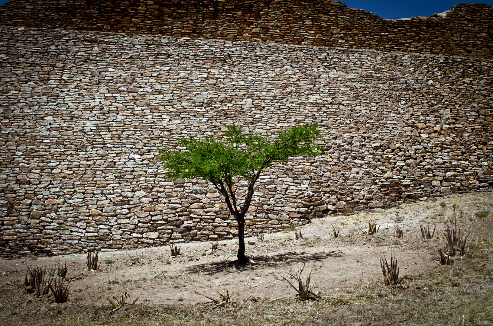 Árbol.