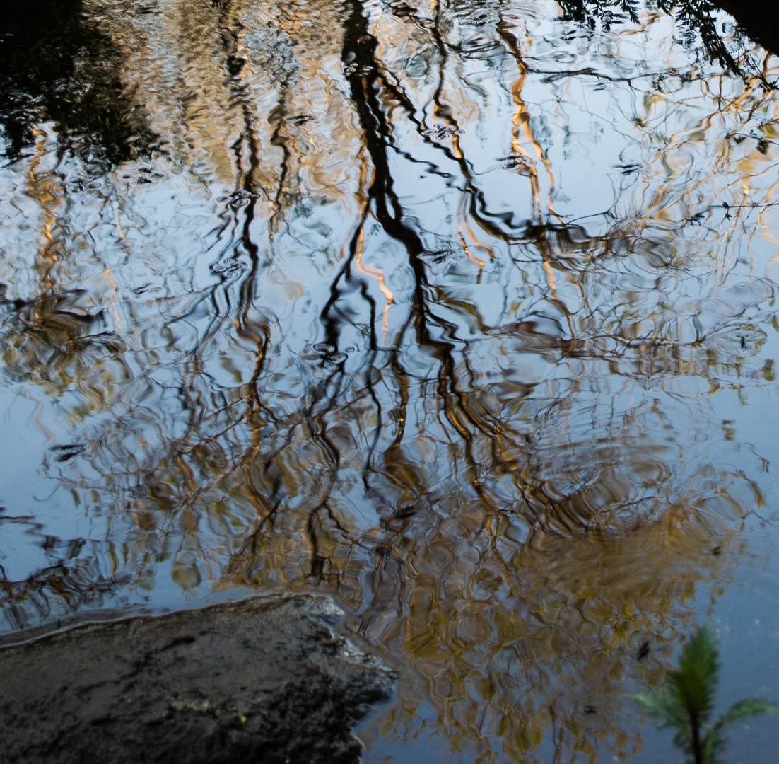 Árbol reflejándose