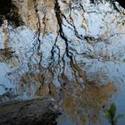 Árbol reflejándose