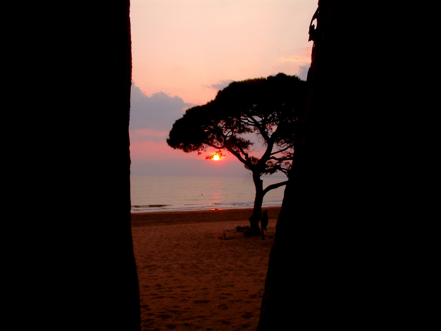 Árboles, arena y mar (Bäume, Sand und Meer)