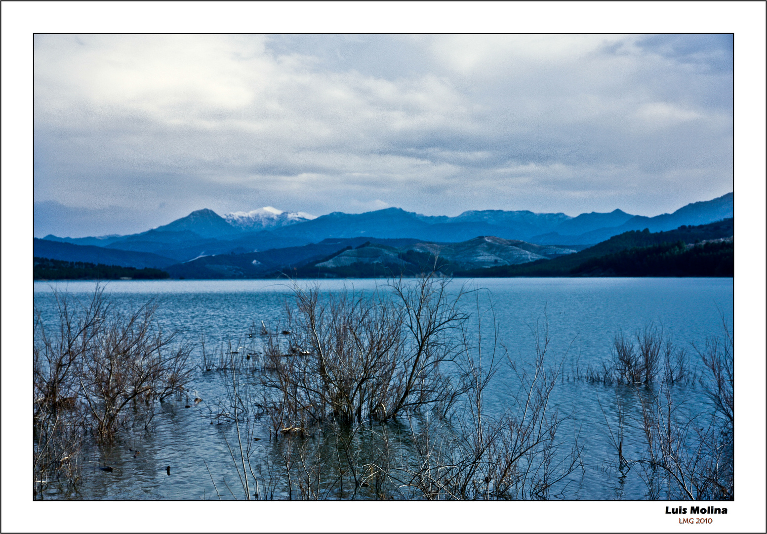 Árboles Azules