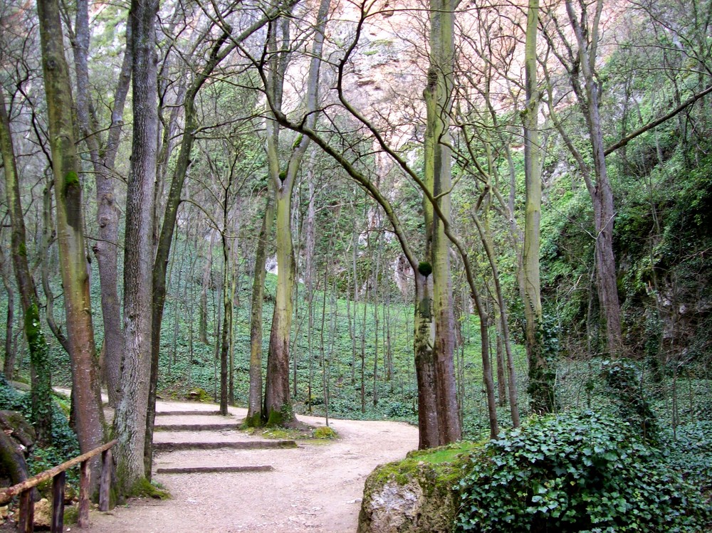 Árboles bajo la lluvia, Monasterio de Piedra