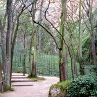 Árboles bajo la lluvia, Monasterio de Piedra