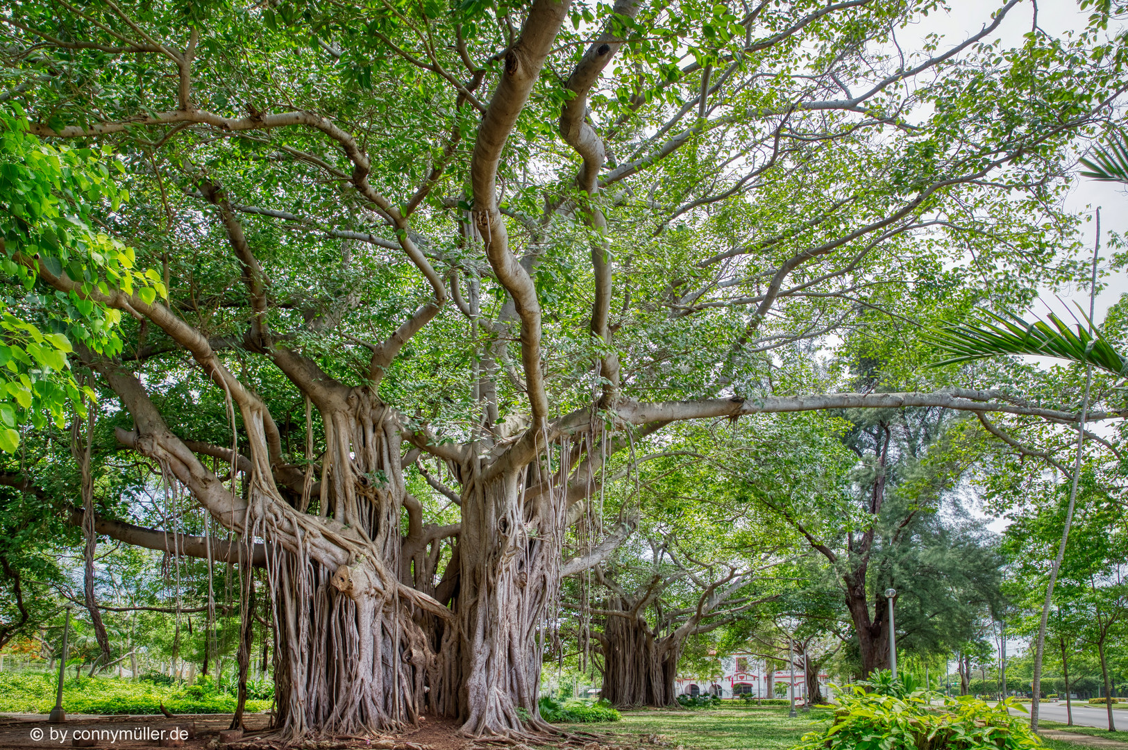 Árboles Banyan