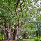 Árboles Banyan