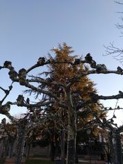 Árboles 