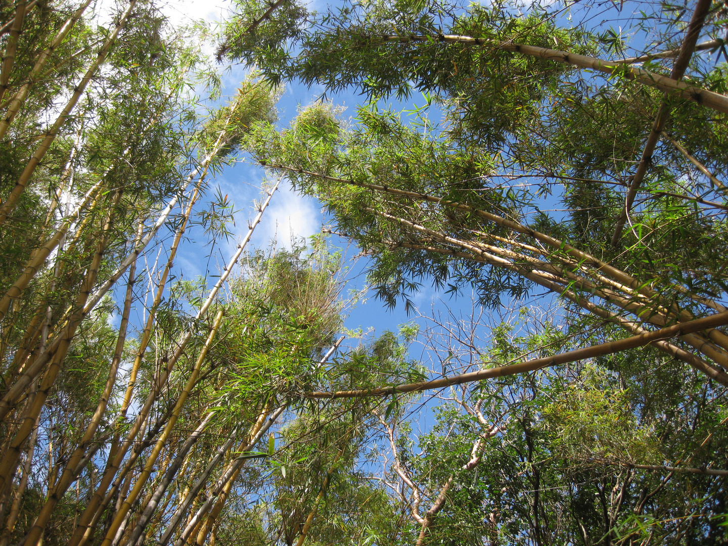 Árboles de Bambú al viento