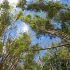 Árboles de Bambú al viento