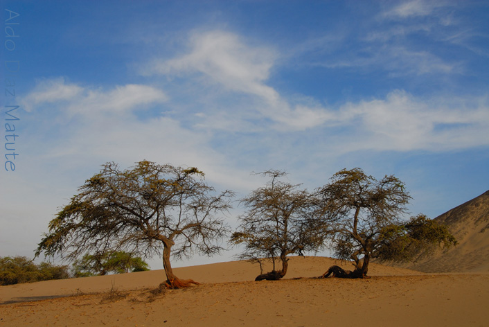 Árboles del desierto