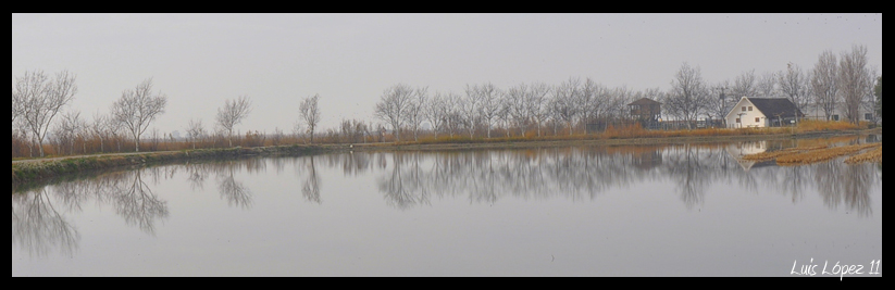 ÁRBOLES EN EL DELTA DEL EBRO