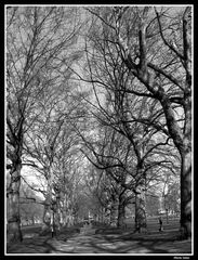 Árboles - Hyde Park -