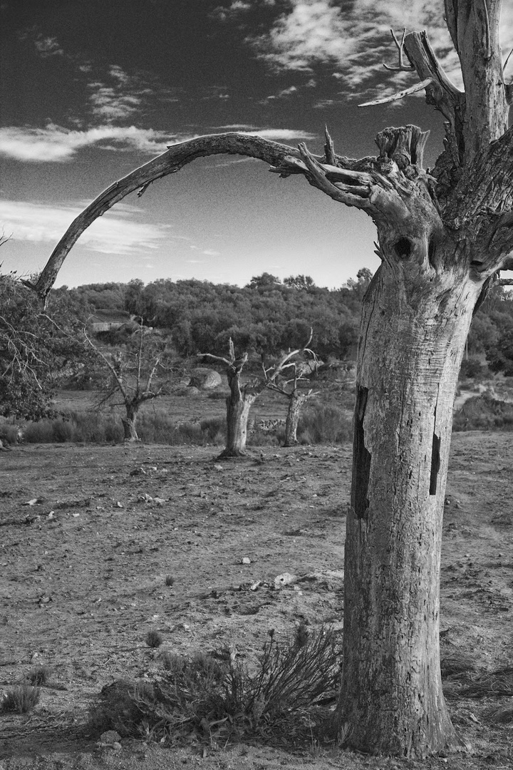 Árboles Valencia de Alcántara (Cáceres)