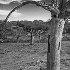 Árboles Valencia de Alcántara (Cáceres)