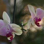 RD Orchideen