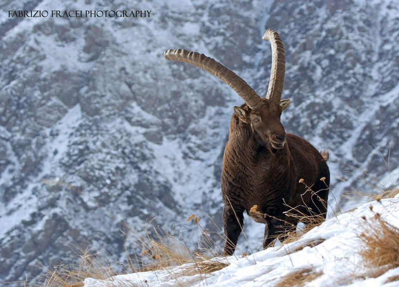 Re della Montagna