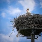 RE-Photography_Storch sein Horst, Untermieter inklusive