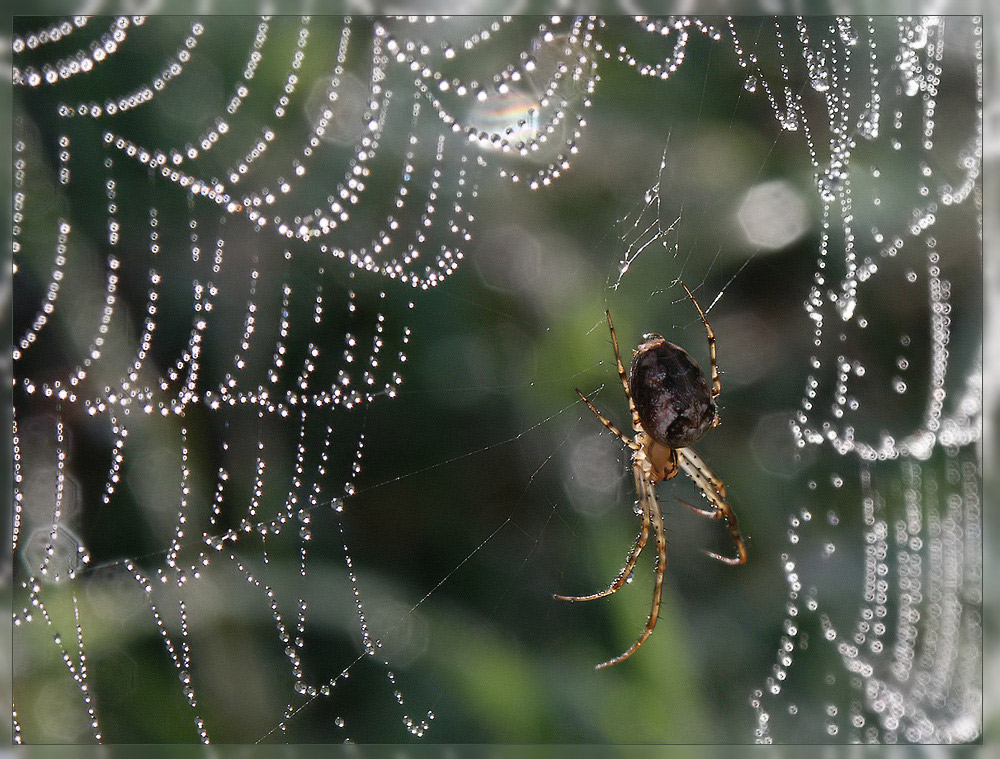 (RE) Spinne im Taunetz