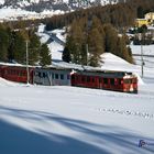 Re von der RhB bei Pontresina