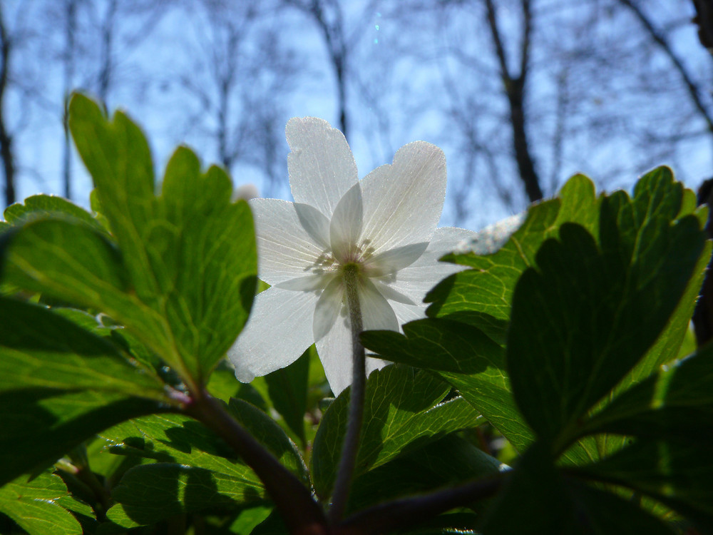 Reaching against the sun