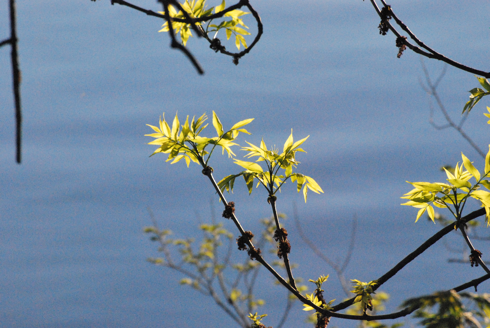 Reaching for the Light