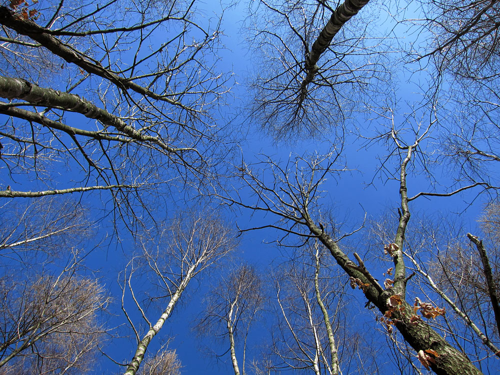 reaching for the sky