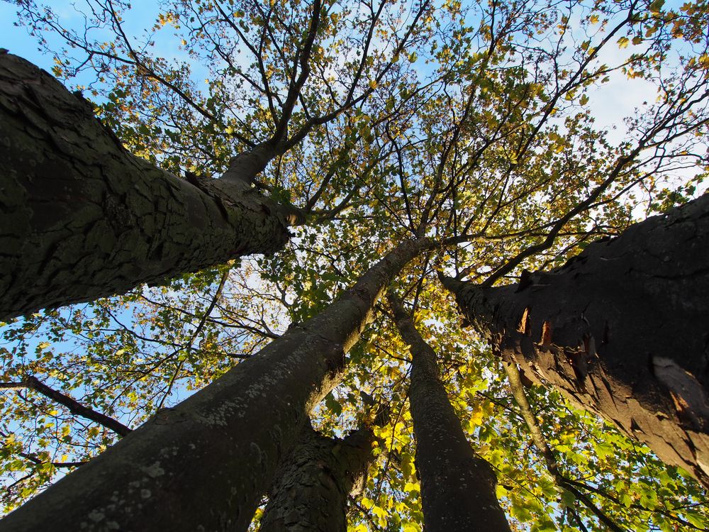 Reaching for the Sky