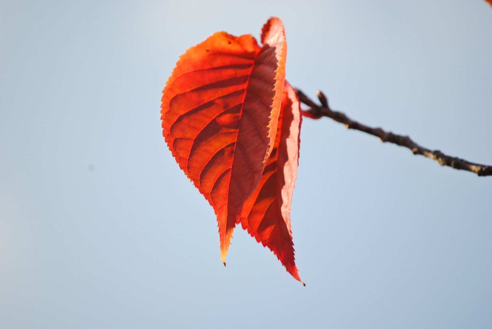 Read Leaves