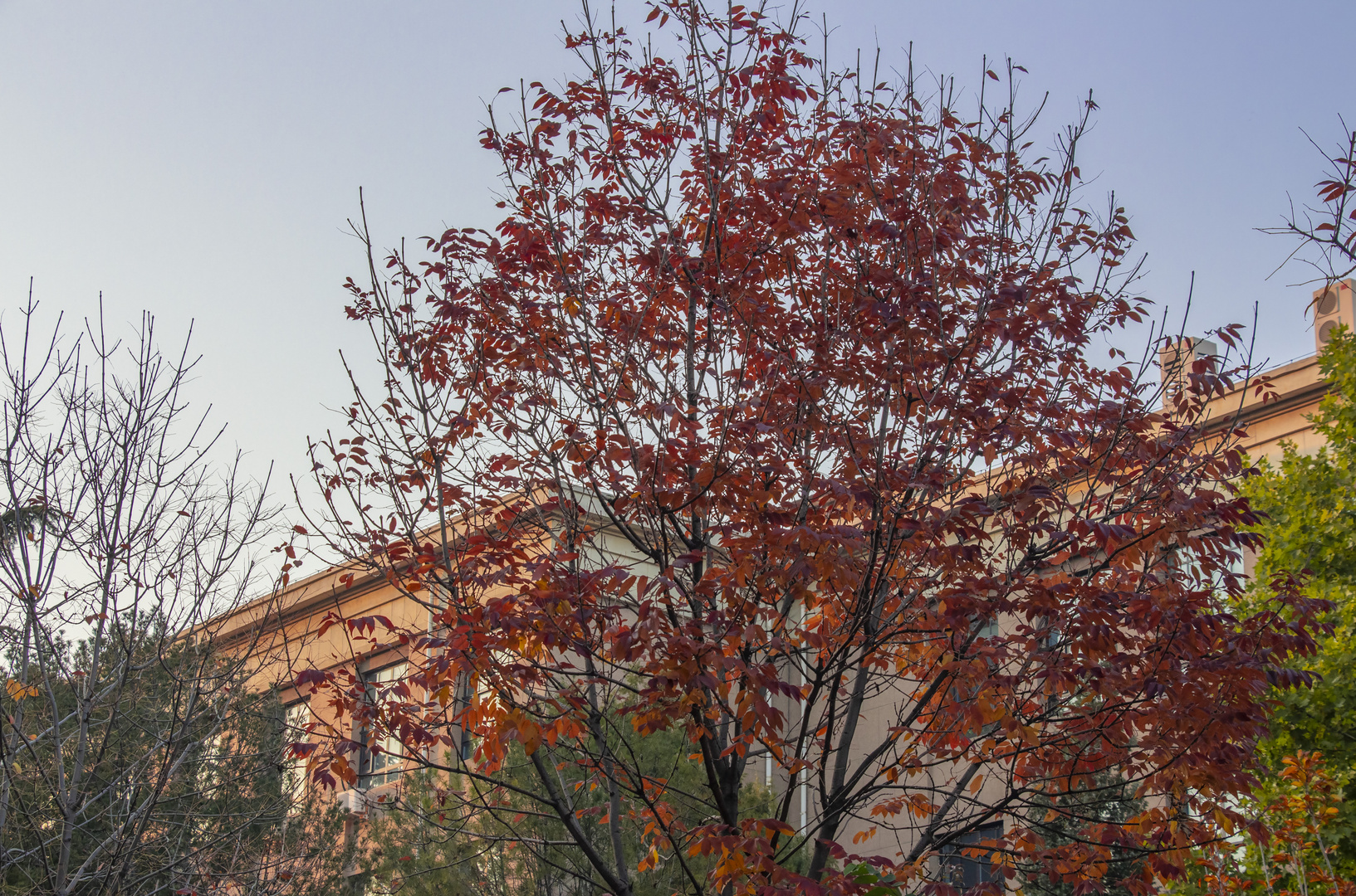 Read leaves at dusk