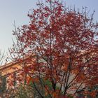 Read leaves at dusk